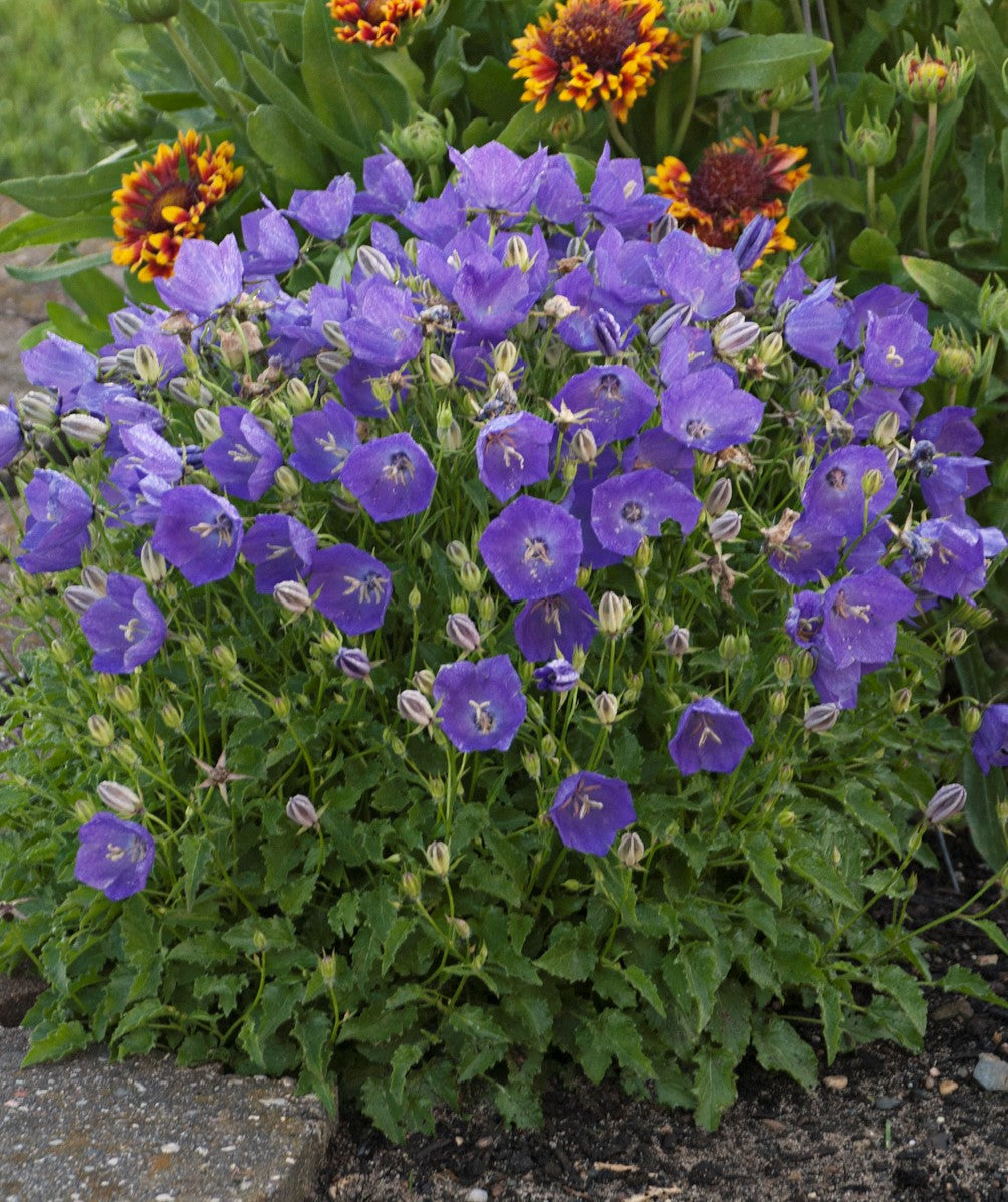 Campanula carpatica Pearl Deep Blue Carpathian Bellflower