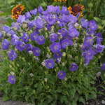 Campanula carpatica Pearl Deep Blue Pearl Deep Blue Carpathian Bellflower