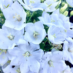 Campanula carpatica Pearl White Carpathian Bellflower
