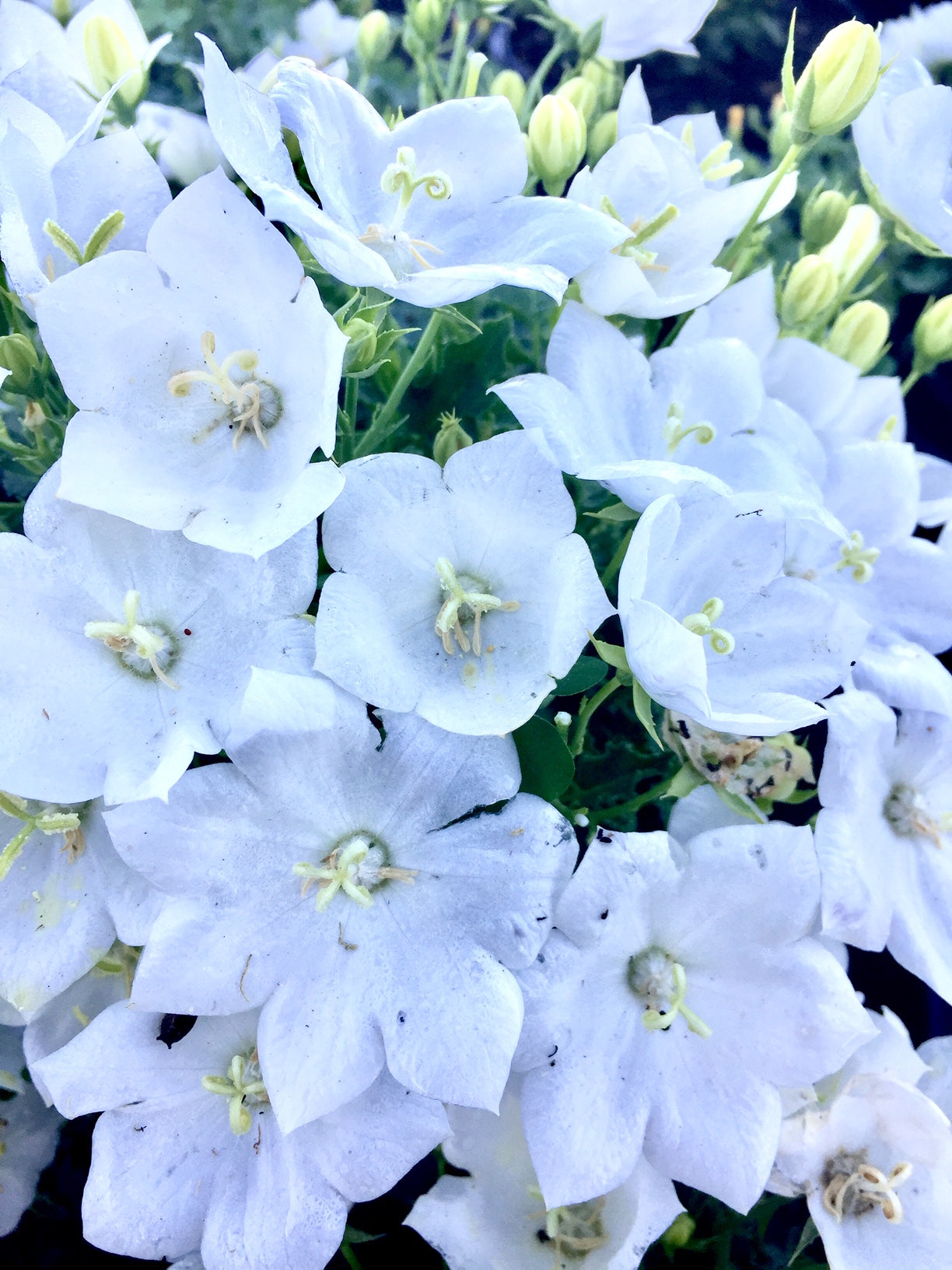 Campanula carpatica Pearl White Carpathian Bellflower