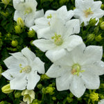 Campanula carpatica Pearl White Pearl White Carpathian Bellflower