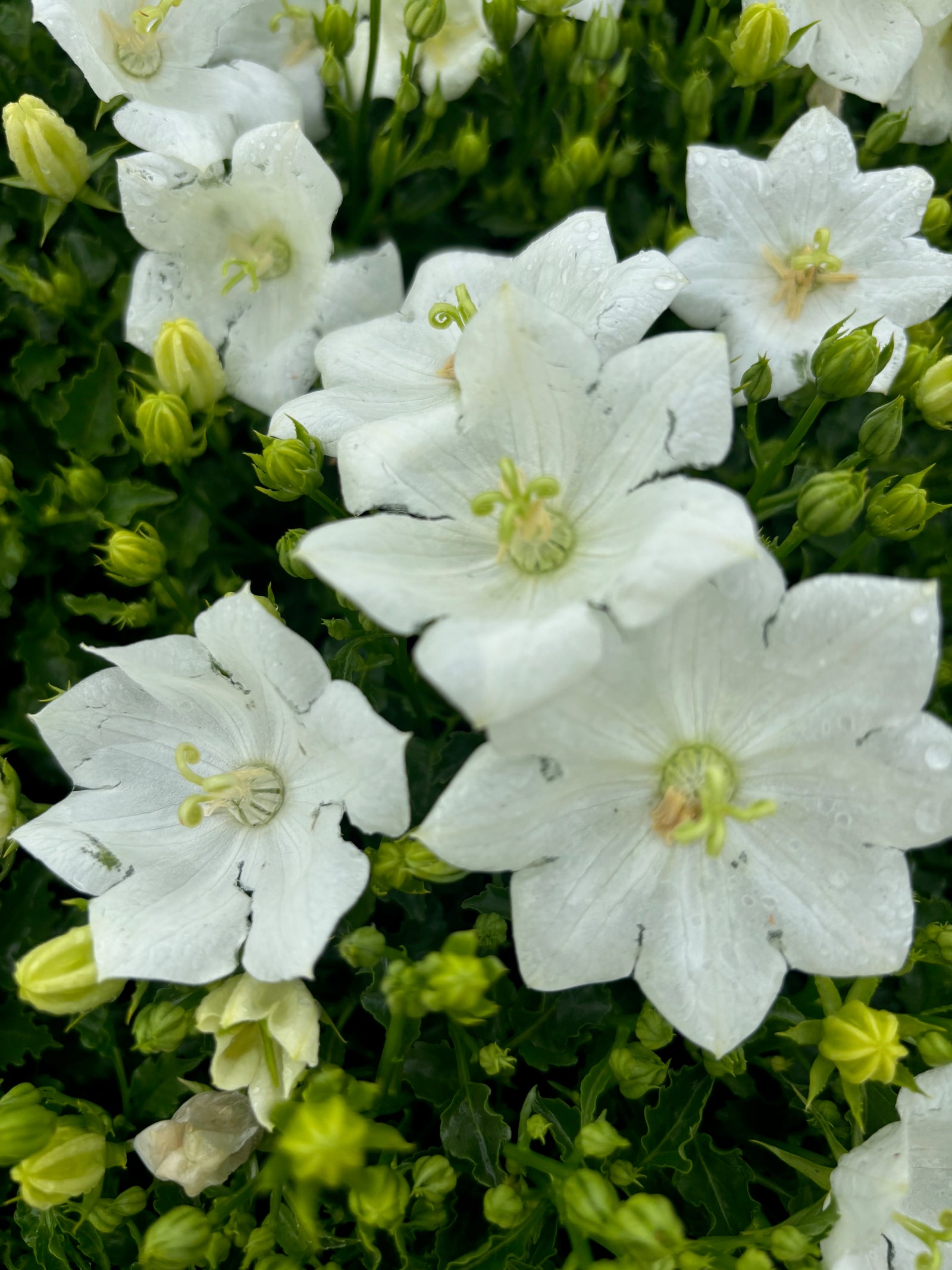 Campanula carpatica Pearl White Pearl White Carpathian Bellflower