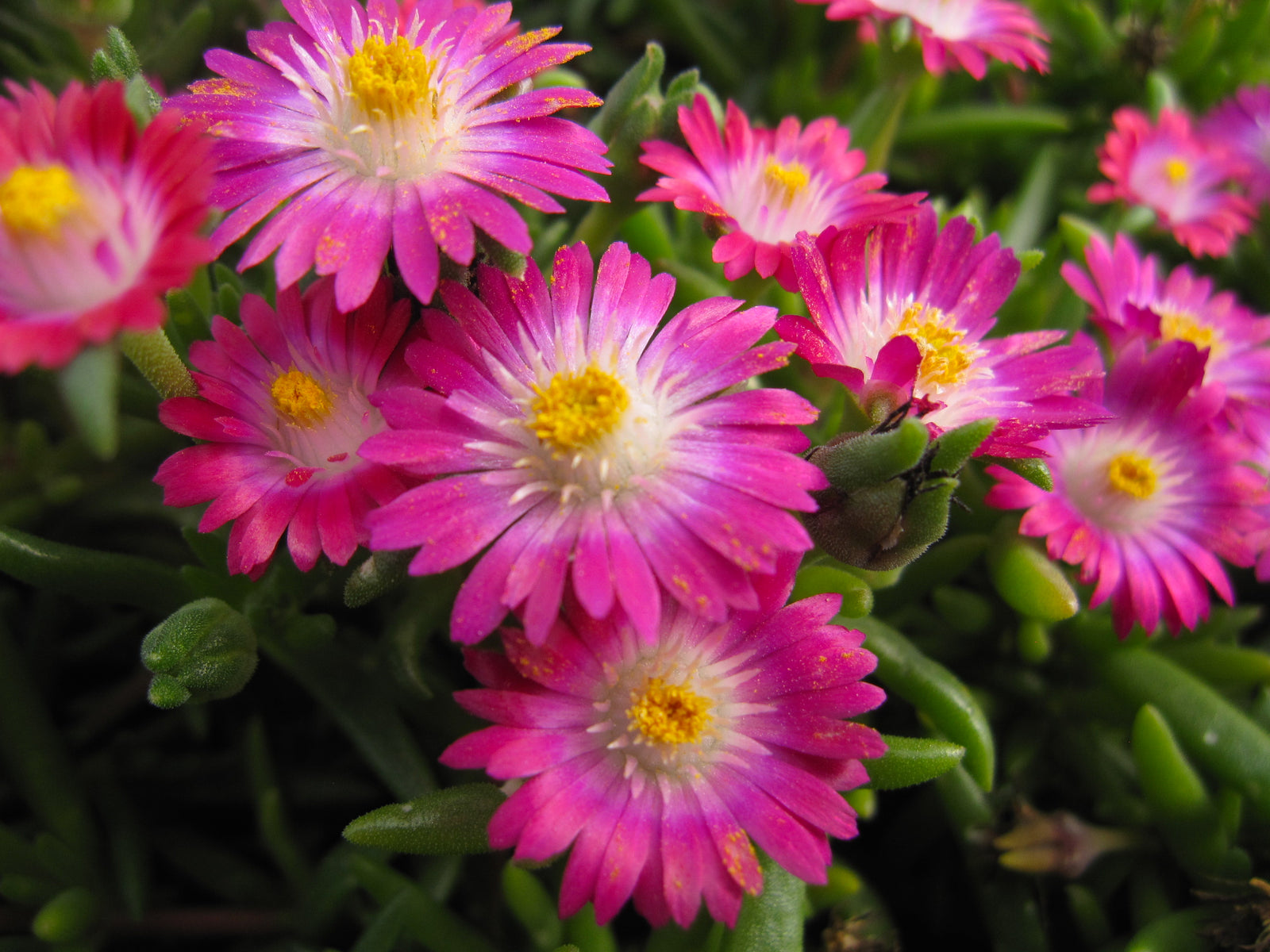 Delosperma cooperi Jewel of the Desert Amethyst DSAM13 1 PP27013 Jewel of the Desert Amethyst Ice Plant
