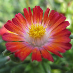 Delosperma cooperi DSAA13 1 Jewel of the Desert Grenade PP27014 Jewel of the Desert Grenade Ice Plant