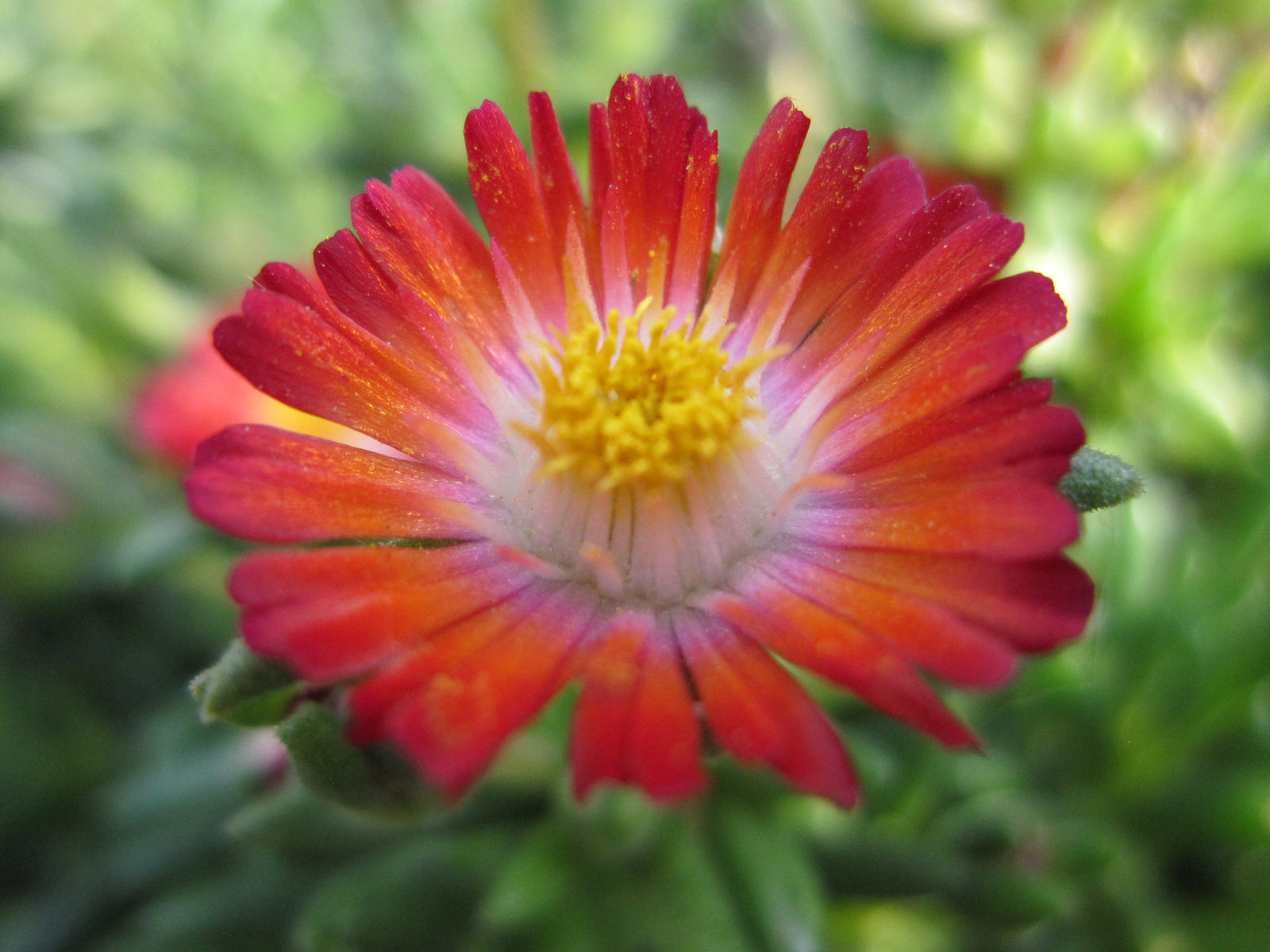 Delosperma cooperi DSAA13 1 Jewel of the Desert Grenade PP27014 Jewel of the Desert Grenade Ice Plant
