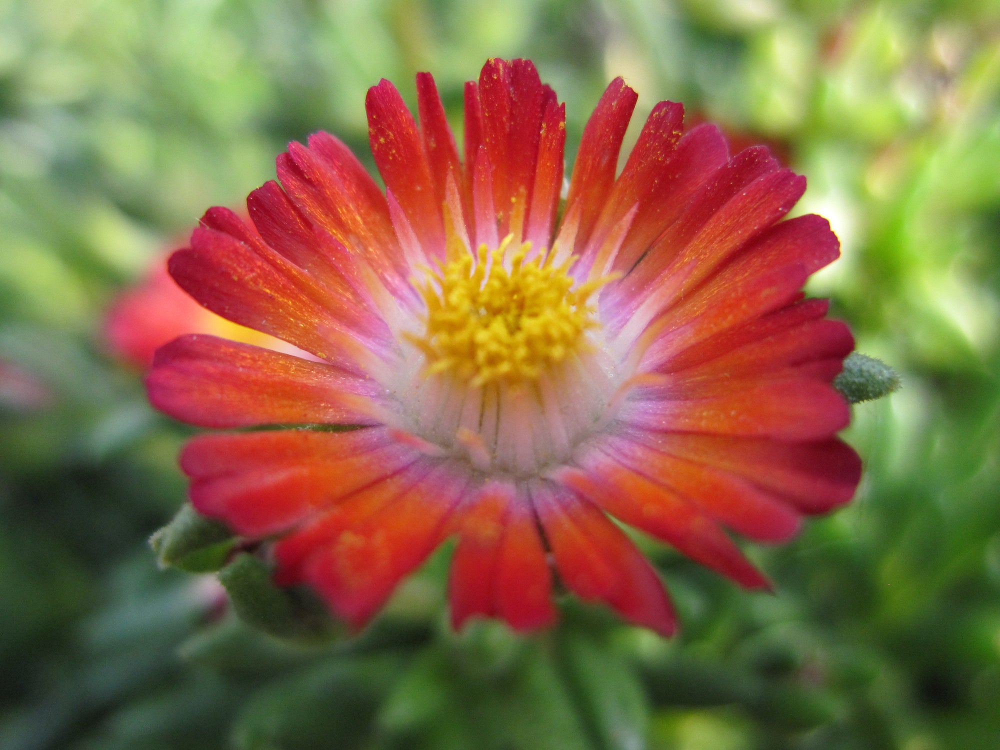 Delosperma cooperi DSAA13 1 Jewel of the Desert Grenade PP27014 Jewel of the Desert Grenade Ice Plant