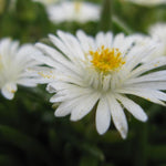 Delosperma cooperi Jewel of the Desert Moonstone PP23491 Jewel of the Desert Moonstone Hardy Ice Plant