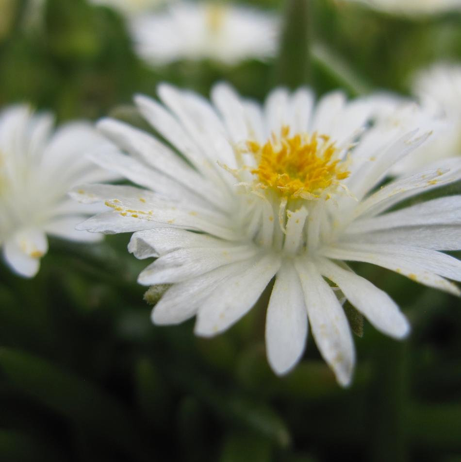 Delosperma cooperi Jewel of the Desert Moonstone PP23491 Jewel of the Desert Moonstone Hardy Ice Plant