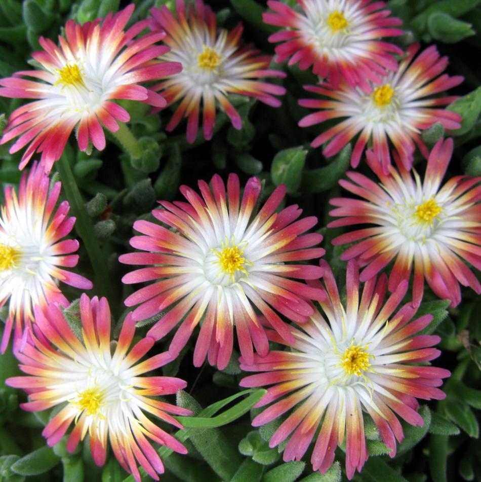 Delosperma cooperi Jewel of the Desert Ruby PP23453 Jewel of the Desert Ruby Hardy Ice Plant
