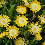Delosperma cooperi Jewel of the Desert Peridot PP23566 Jewel of the Desert Peridot Hardy Ice Plant