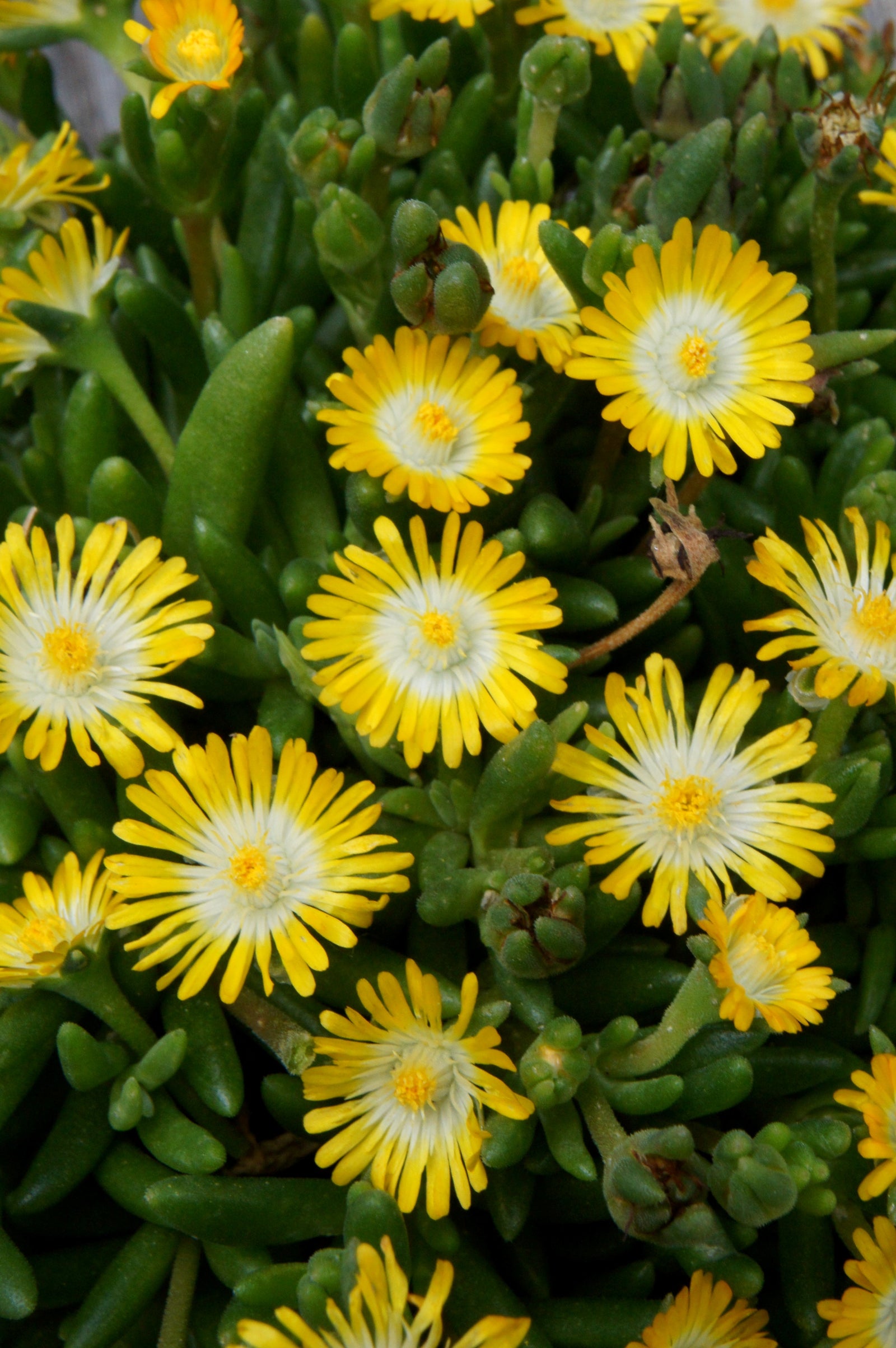 Delosperma cooperi Jewel of the Desert Peridot PP23566 Jewel of the Desert Peridot Hardy Ice Plant