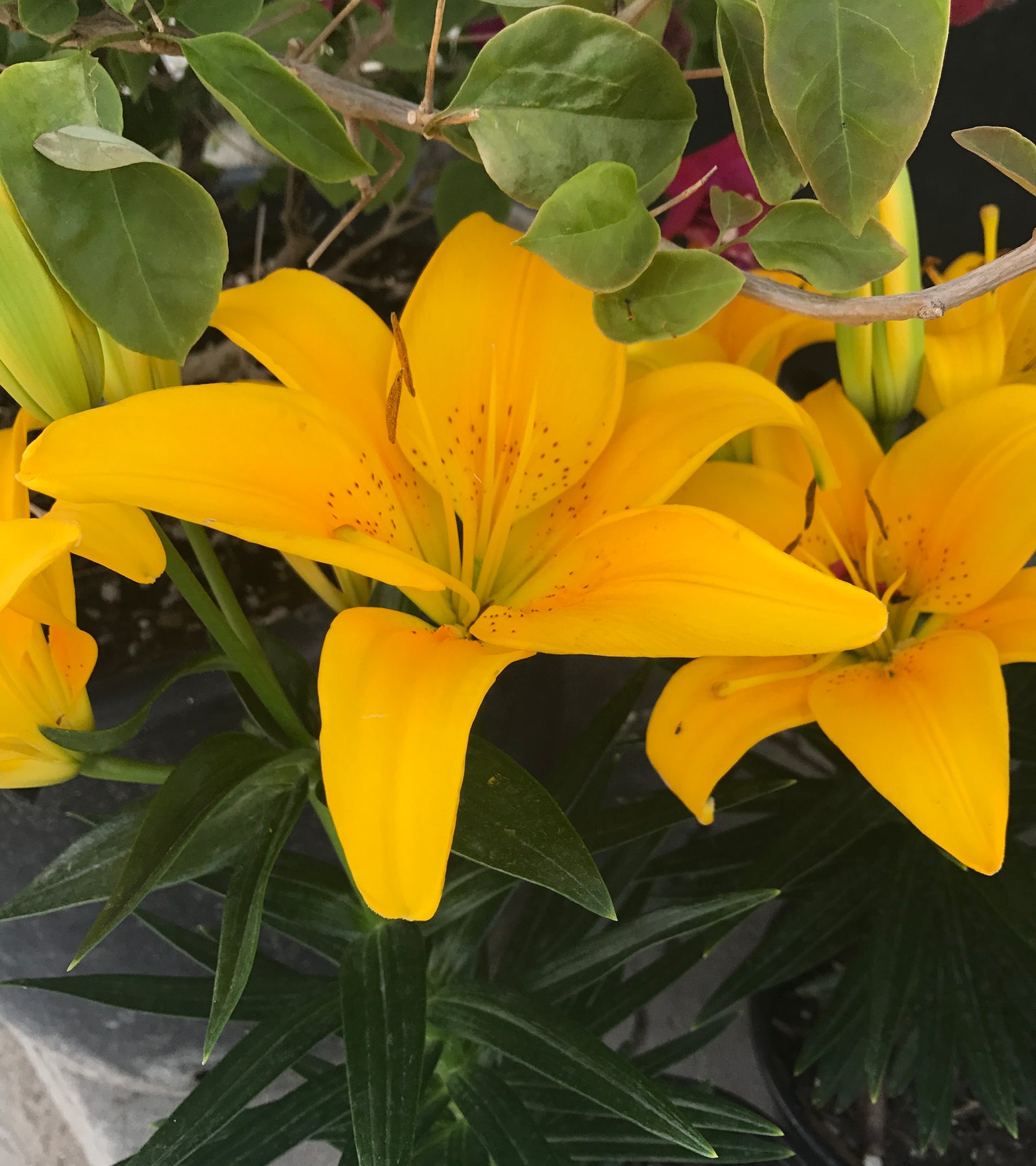 Lilium x Tiny Bee PP16255 Dwarf Asiatic Lily