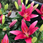 Lilium x Tiny Pearl PP22874 Dwarf Asiatic Lily