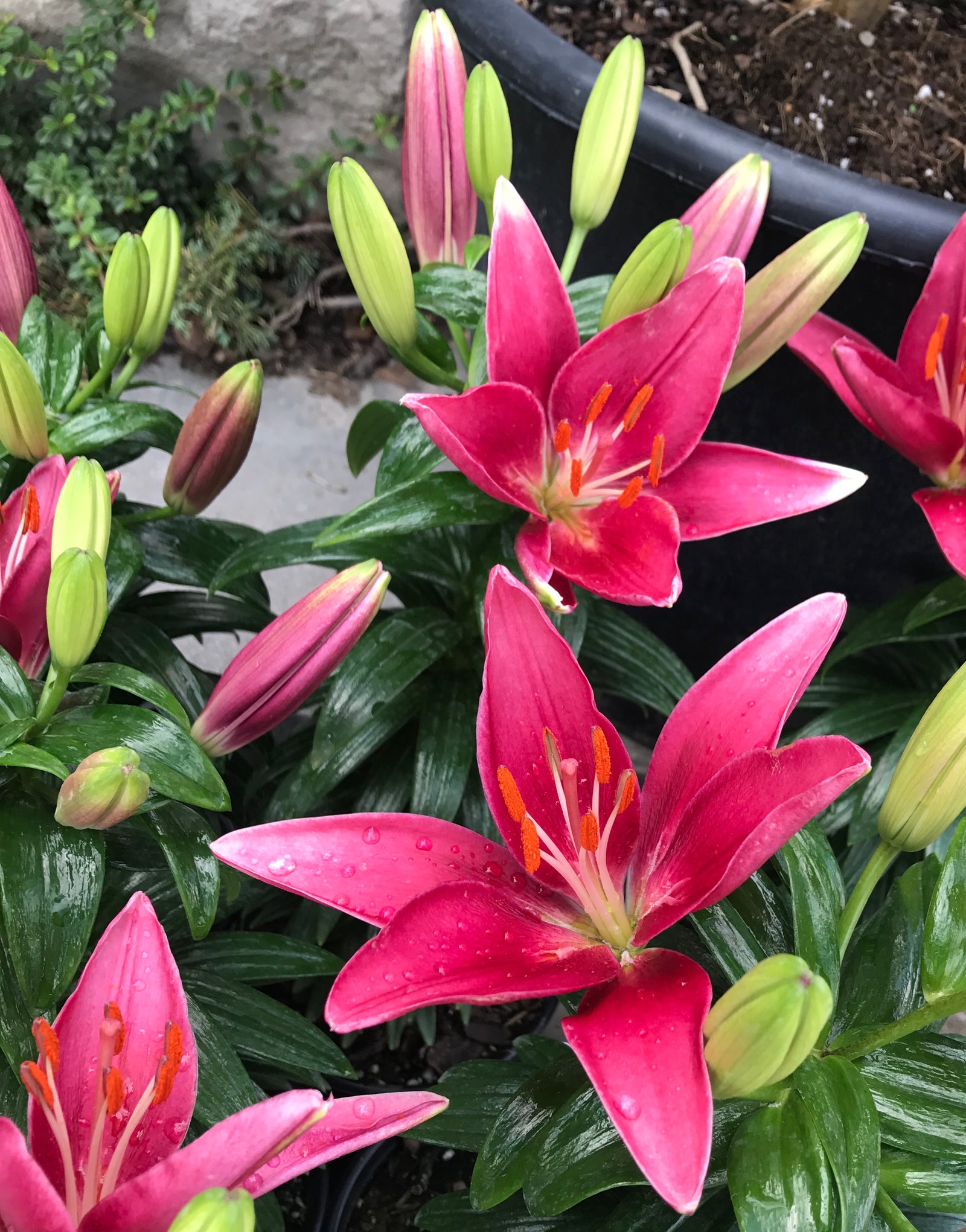 Lilium x Tiny Pearl PP22874 Dwarf Asiatic Lily