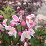 Deutzia x rosea Nikko Blush Nikko Blush Deutzia