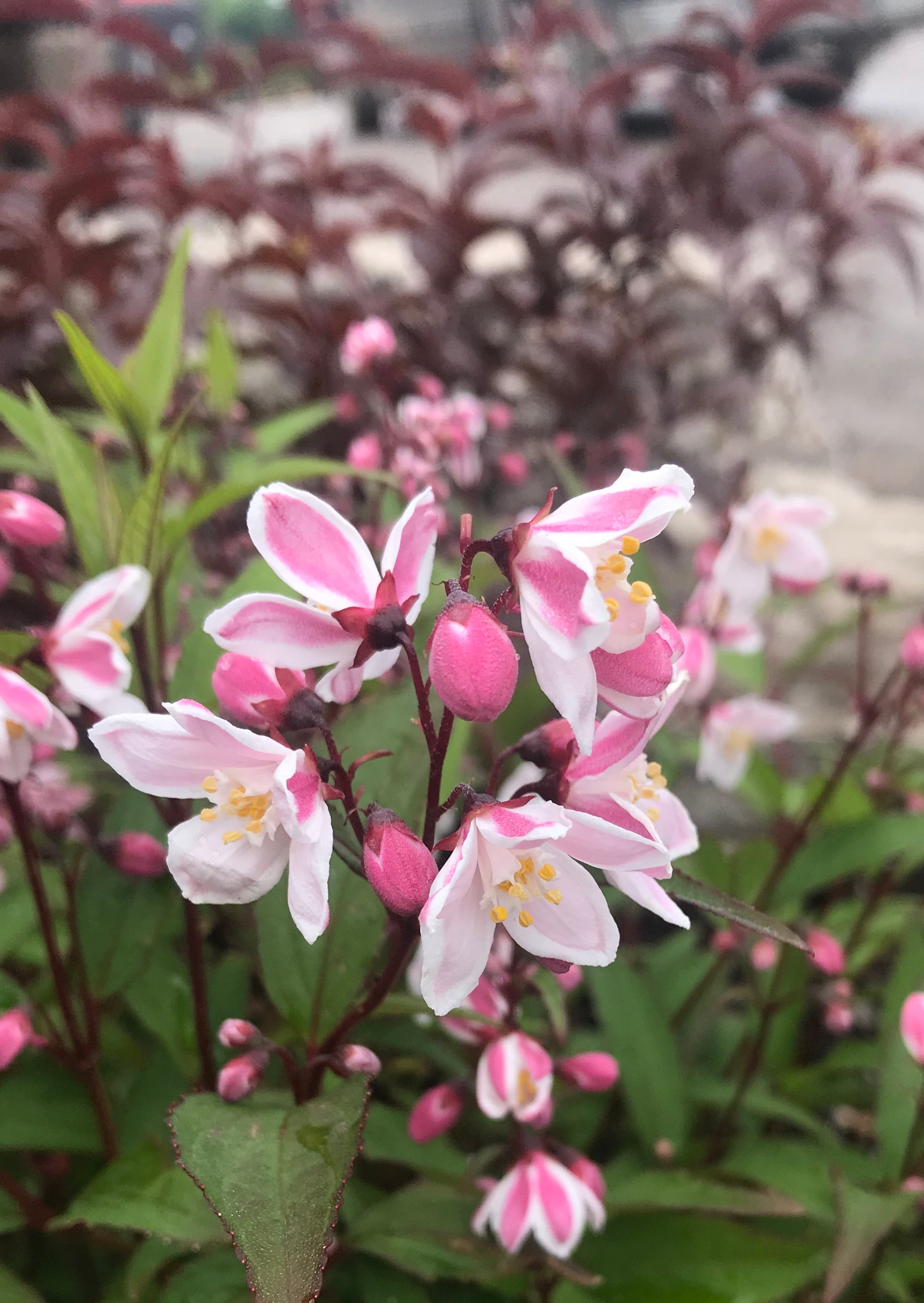 Deutzia x rosea Nikko Blush Nikko Blush Deutzia