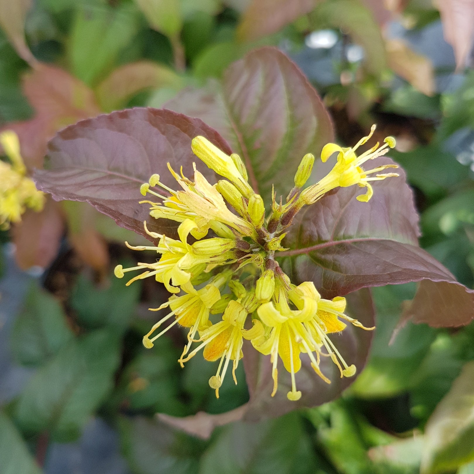 Diervilla x Kodiak Black SMNDRSF PP27550, CPBRAF Kodiak Black Bush Honeysuckle