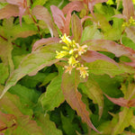 Diervilla x Kodiak Orange G2X88544 PP27548, CPBRAF Kodiak Orange Bush Honeysuckle