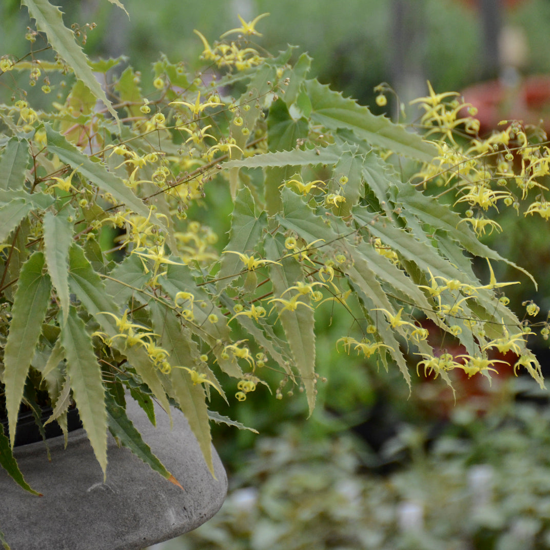 Epimedium x Sphinx Twinkler Spine Tingler Sphinx Twinkler Barrenwort