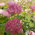 Hydrangea arborescens Invincibelle Spirit II NCHA2 PPAF, CPBRAF Invincibelle Spirit II Hydrangea