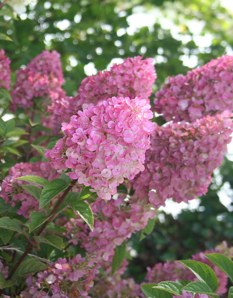 HIRES-5186_grande.jpg?v=1768867391 HIRES-5186_grande.jpg?v=1768867391
