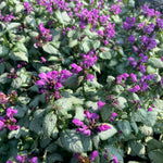Lamium maculatum Ghost Creeping Lamium