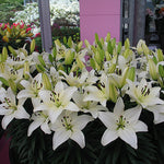 Lilium x Tiny Nanny PP17640 Dwarf Asiatic Lily