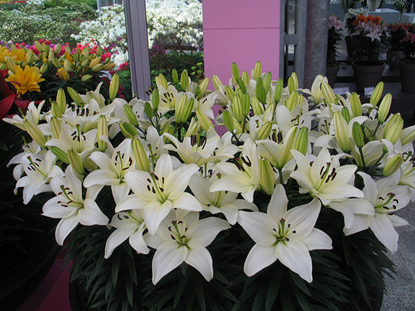 Lilium x Tiny Nanny PP17640 Dwarf Asiatic Lily