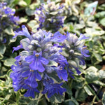 Ajuga reptans Silver Queen Silver Queen Bugleweed