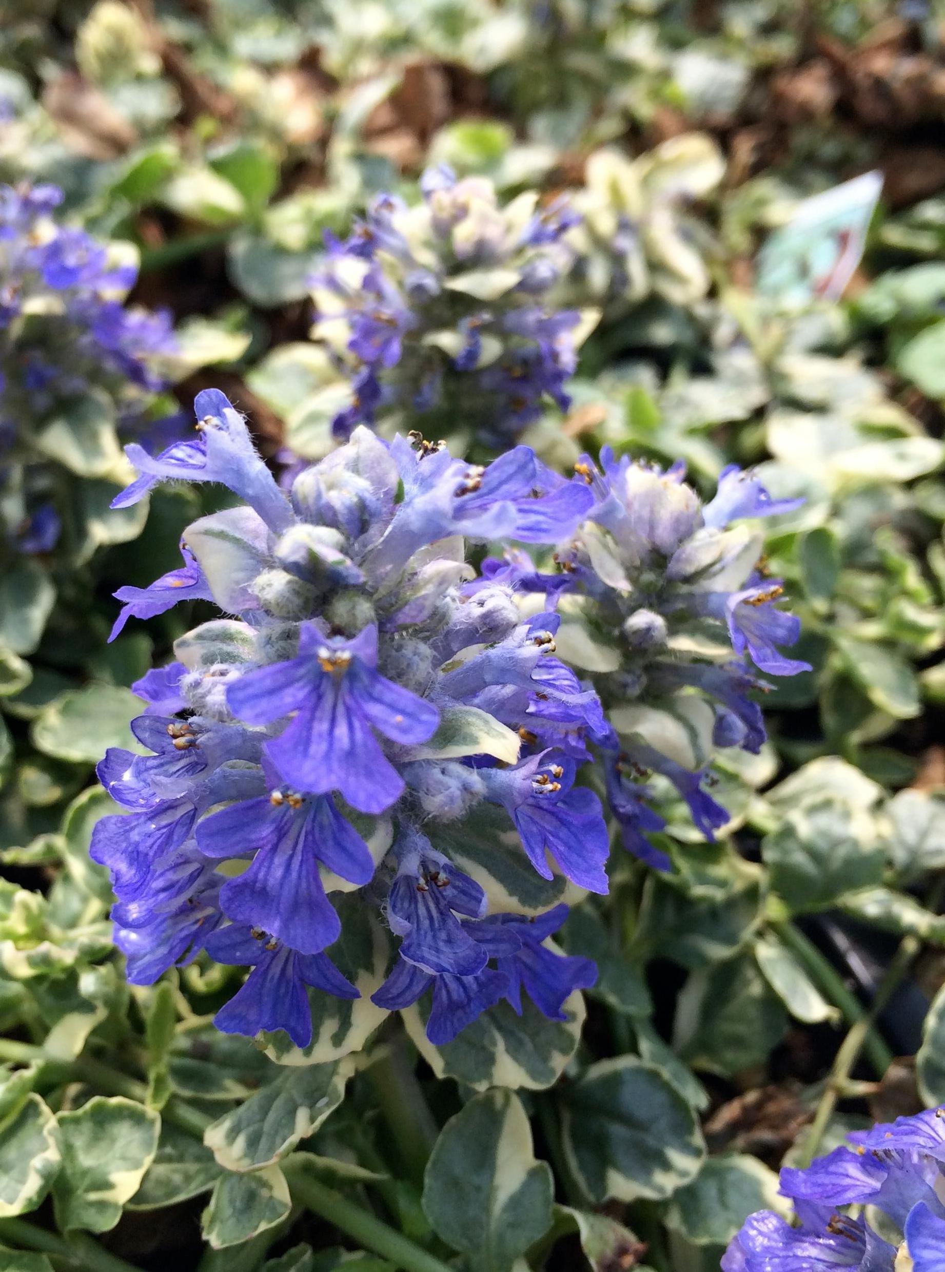 Ajuga reptans Silver Queen Silver Queen Bugleweed