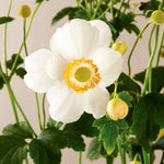 Anemone hupehensis Pretty Lady Maria PP26093 Japanese Anemone