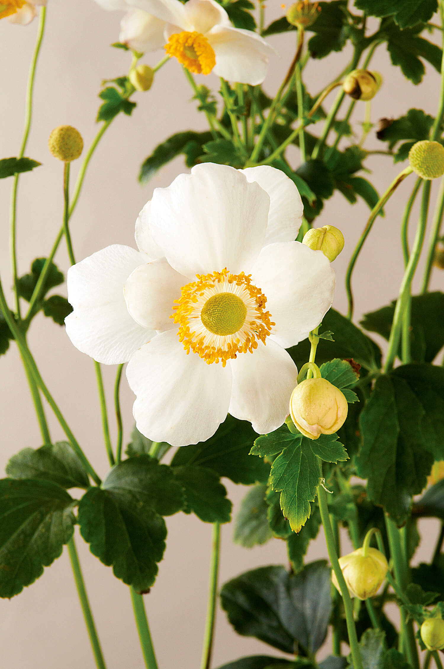 Anemone hupehensis Pretty Lady Maria PP26093 Japanese Anemone