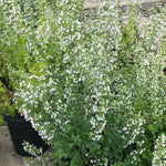Calamintha nepeta ssp. glandulosa White Cloud Lesser Calamint