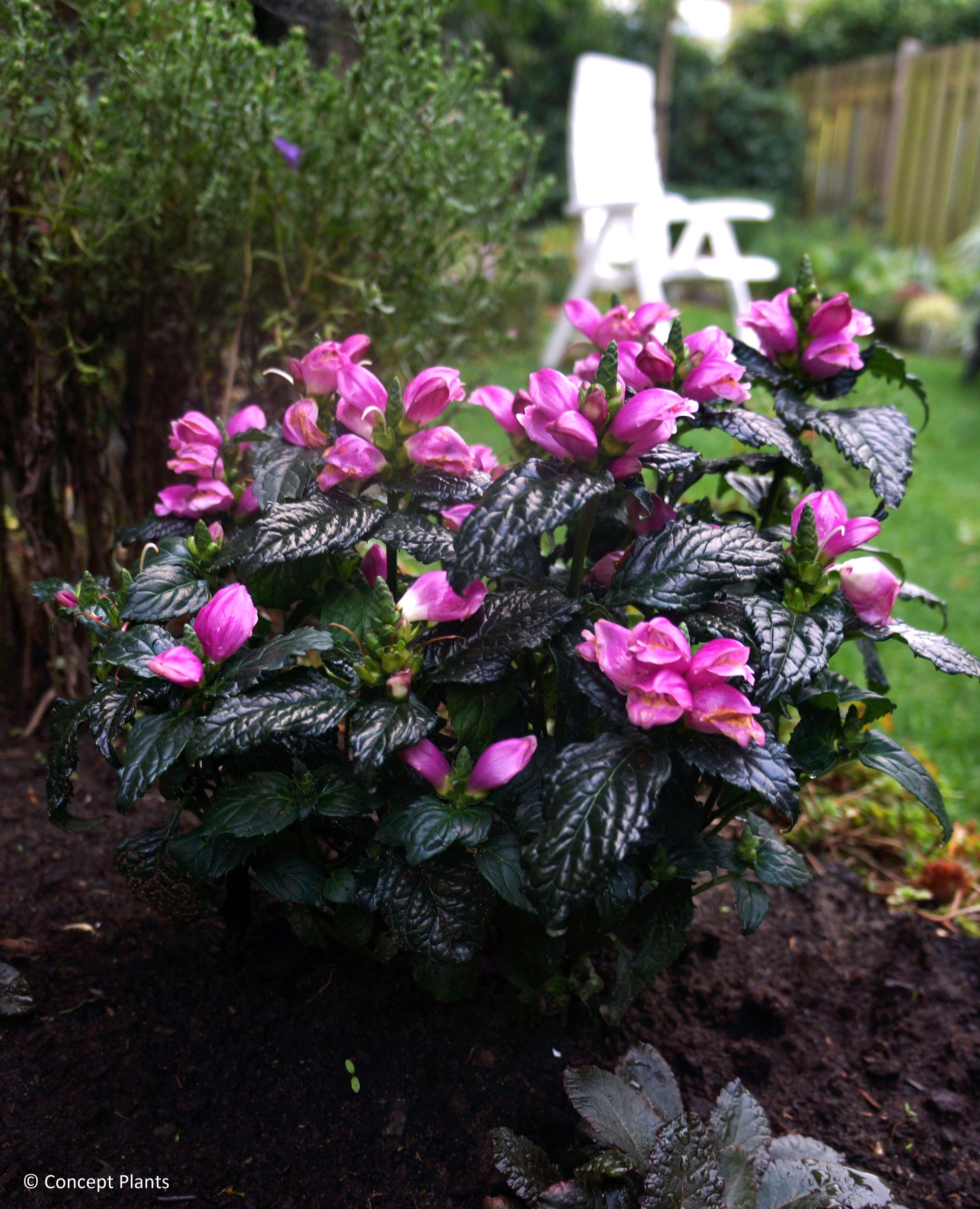 Chelone lyonii Tiny Tortuga Armtipp02 PP25350 Tiny Tortuga Turtlehead