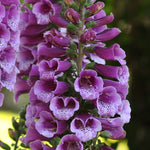 Digitalis purpurea Dalmatian Purple Foxglove
