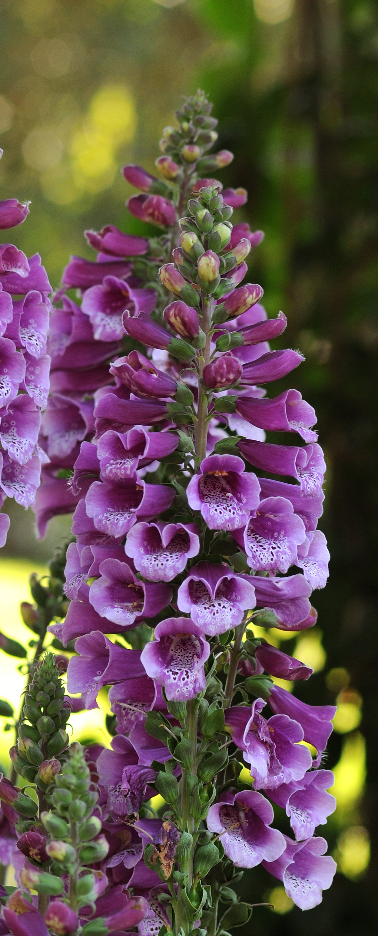 Digitalis purpurea Dalmatian Purple Foxglove
