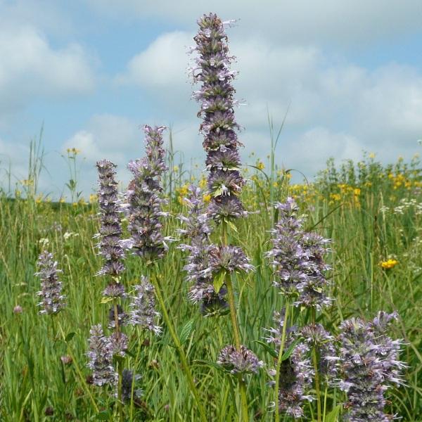 Agastache scrophulariifolia Purple Giant Hyssop