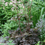 Astilbe arendsii Chocolate Shogun PP26430 Chocolate Shogun False Spirea