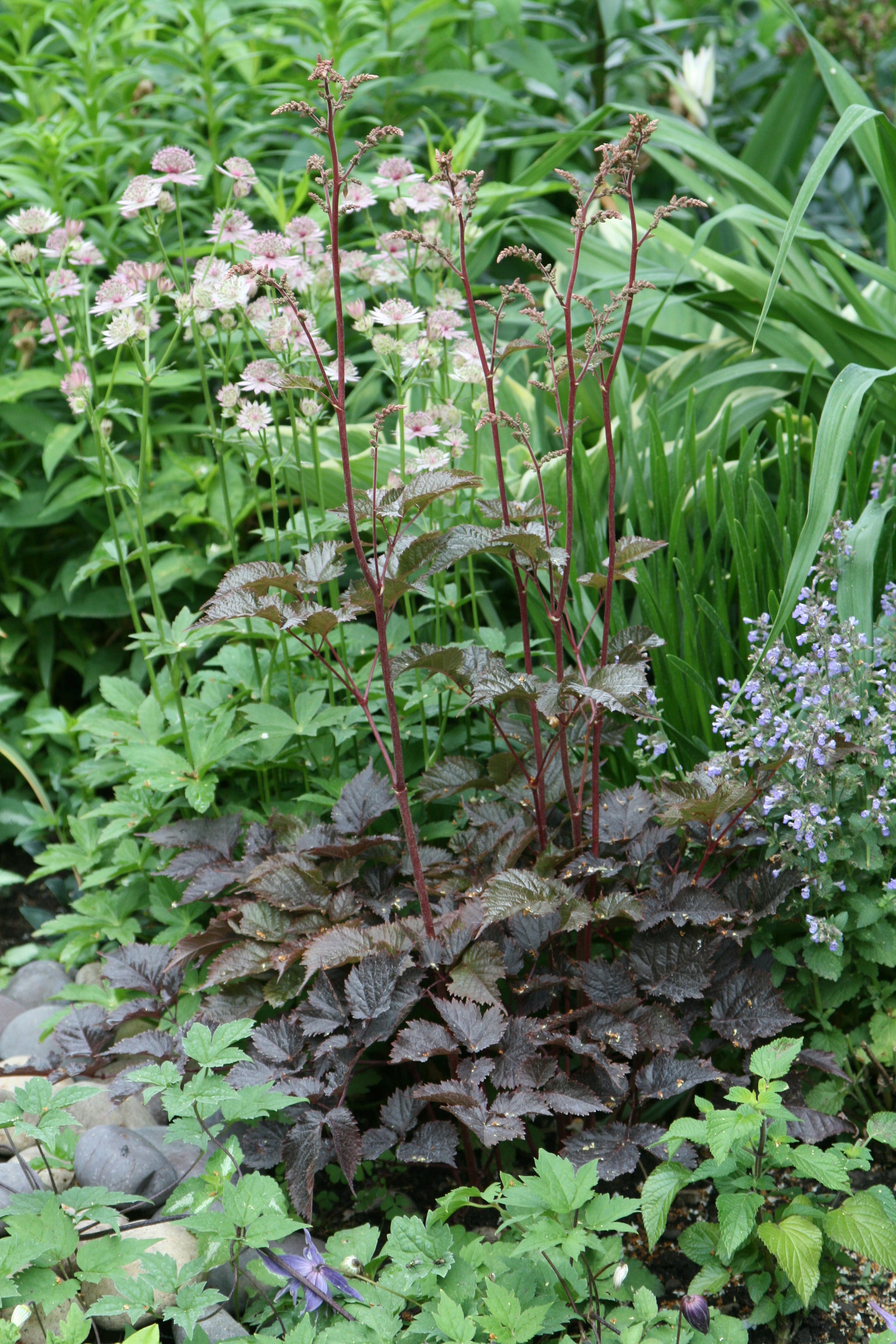Astilbe arendsii Chocolate Shogun PP26430 Chocolate Shogun False Spirea