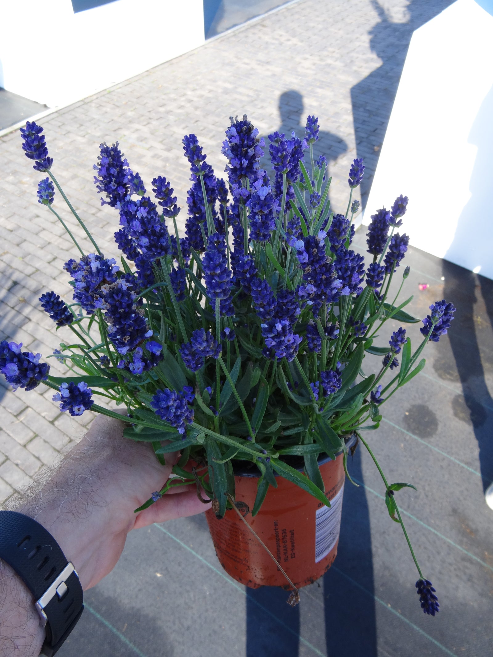 Lavandula angustifolia SuperBlue PP24929 English Lavender