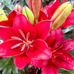 Lilium x Tiny Rocket PP24500 Dwarf Asiatic Lily
