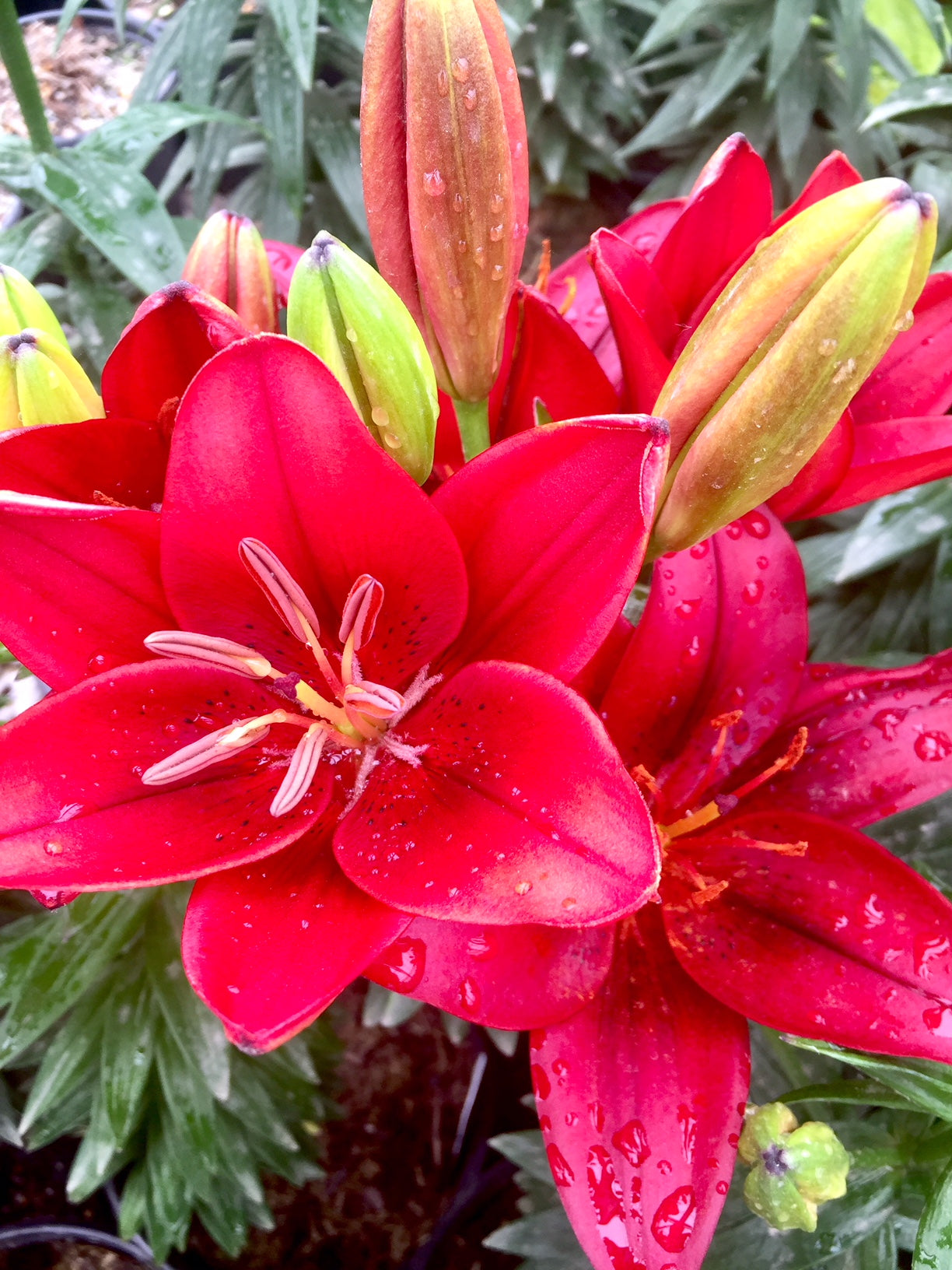 Lilium x Tiny Rocket PP24500 Dwarf Asiatic Lily