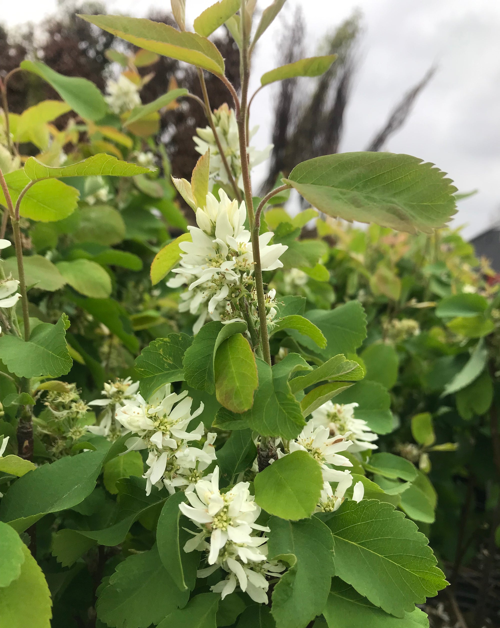 Amelanchier alnifolia Standing Ovation Obelisk Standing Ovation Serviceberry