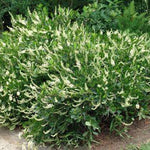 Clethra alnifolia Summer Sparkler , Einstein Novacleein PP27590 Summer Sparkler Summersweet
