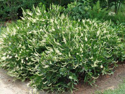 Clethra alnifolia Summer Sparkler , Einstein Novacleein PP27590 Summer Sparkler Summersweet