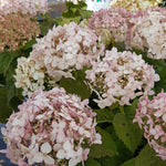 Hydrangea arborescens Invincibelle Wee White NCHA5 PP30296, CPBRAF Invincibelle Wee White Hydrangea