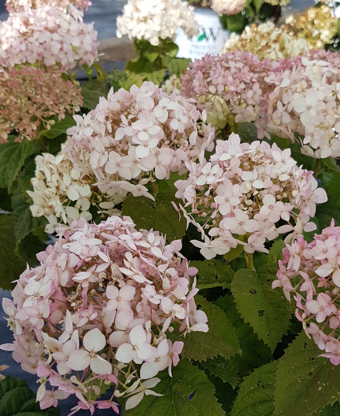 Hydrangea arborescens Invincibelle Wee White NCHA5 PP30296, CPBRAF Invincibelle Wee White Hydrangea