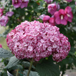 Hydrangea arborescens Invincibelle Mini Mauvette NCHA7 PP30358, CPBRAF Invincibelle Mini Mauvette Hydrangea