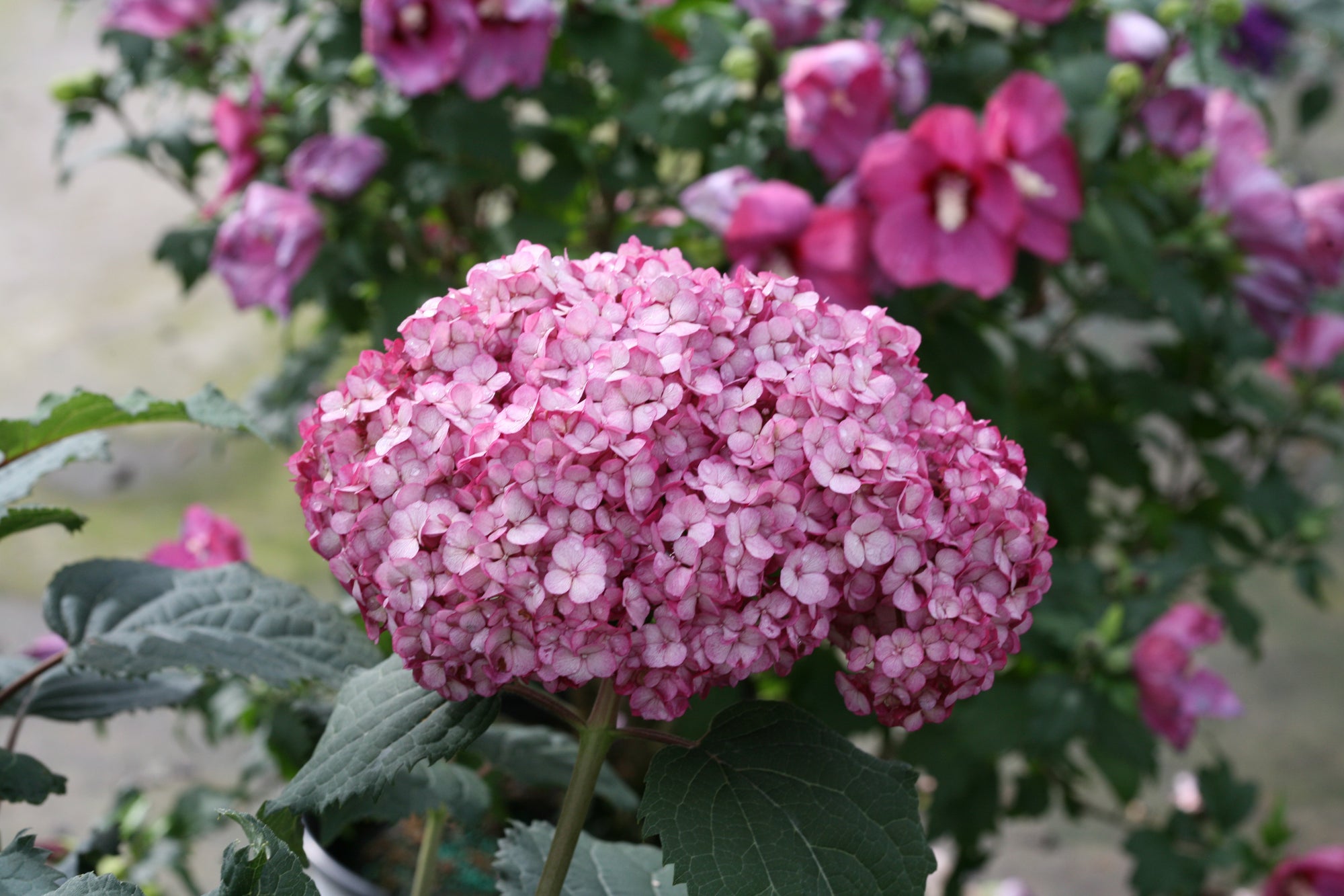 Hydrangea arborescens Invincibelle Mini Mauvette NCHA7 PP30358, CPBRAF Invincibelle Mini Mauvette Hydrangea