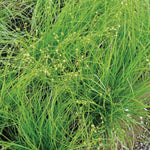 Carex rosea Rosy Sedge